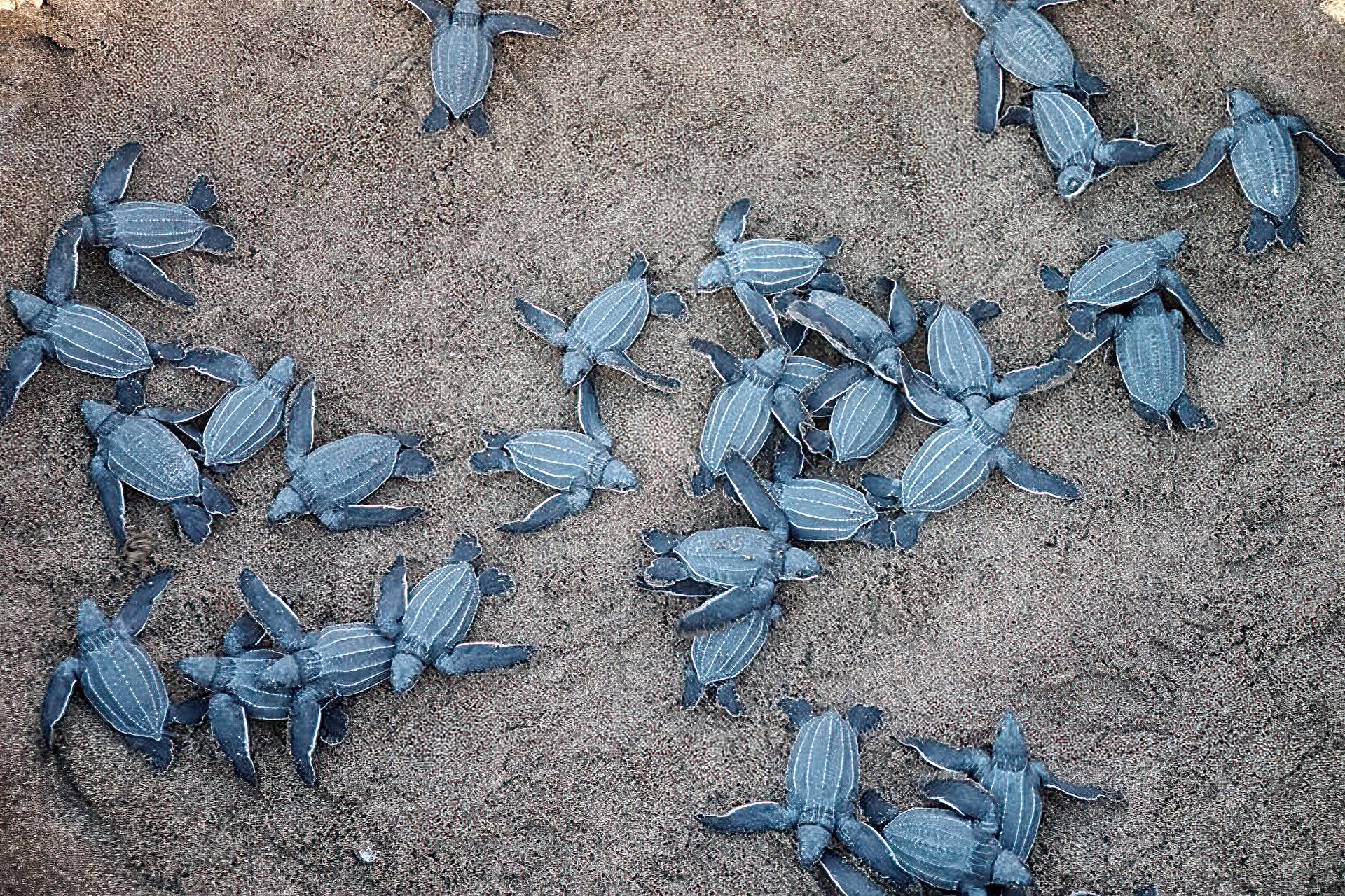 Sea Turtle Eggs